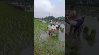 🌱🌱🌿விவசாயம் செய்வோருக்கு ஒரு லைக் பண்ணுங்க பிரன்ஸ்🌱☘️