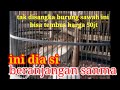 branjangan sanma,suara burung kicau,burung sawah harga bisa sampai 50jt