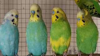 3 Hours of Morning Budgie Songs 🎶 Cheer Up Your Budgie with Happy Parakeet Sounds