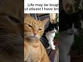 Life is better with bro 😎 #like #funny #subscribe #cat #animation