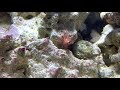 how to kill u0026 remove aiptasia peppermint shrimp care guide aiptasia eating shrimp nano reef invert