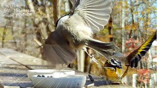 【ぶち切れ】ちっちゃいコガラ、カワラヒワに魂のドロップキックを食らわす！(2022/10/31)