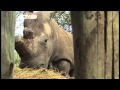 Saving Kenya's White Rhinos