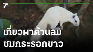 เที่ยงกินฟินเที่ยว : เที่ยวผาต้านลมชมกระรอกขาว  | 30-08-65 | ข่าวเที่ยงไทยรัฐ