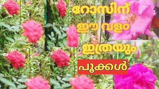 റോസിന് ഏറ്റവു൦ നല്ല വള൦ ഇതാണ്  |organic rose food| #rosegardening #BlueBellvlog