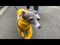 【イタリアングレーハウンド】ご主人とのウキウキ散歩！【italian greyhound】