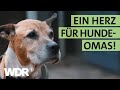 Ein letztes Zuhause für zwei alte Hündinnen gesucht | S03/E03 | Hallo Tierheim | WDR