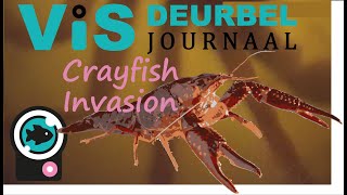 Visdeurbel Journaal - Week 8 Crayfish Invasion