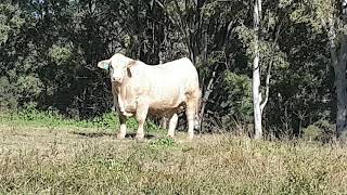 Lot 13 River Run Quilpie (P) at the 2021 Coolabunia Classic Charolais Bull Sale