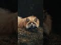 cute dog insta reel video#insta #instagram #instareels