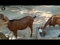 আমার ছাগল ফার্মের আপডেট goat farming in 2023 ph 7719337050 sarkargoatfarmnadia