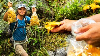 Picking Golden Chanterelle and Pan-frying in Ryfylke