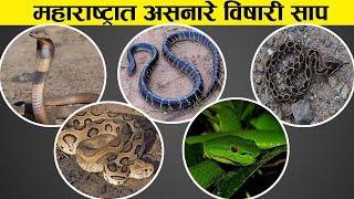 महाराष्ट्रातील सर्वात विषारी साप | The most venomous snake in Maharashtra.