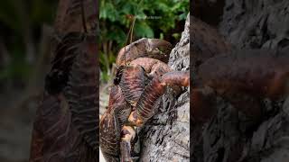 Giant Coconut Crab  #facts #marinewildlife #wildlife