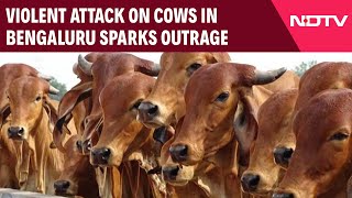 Karnataka News | Violent Attack On Cows In Bengaluru Sparks Outrage, Chief Minister Orders Probe