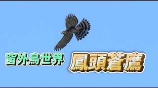 窗外鳥世界_鳳頭蒼鷹_飛行版_211003