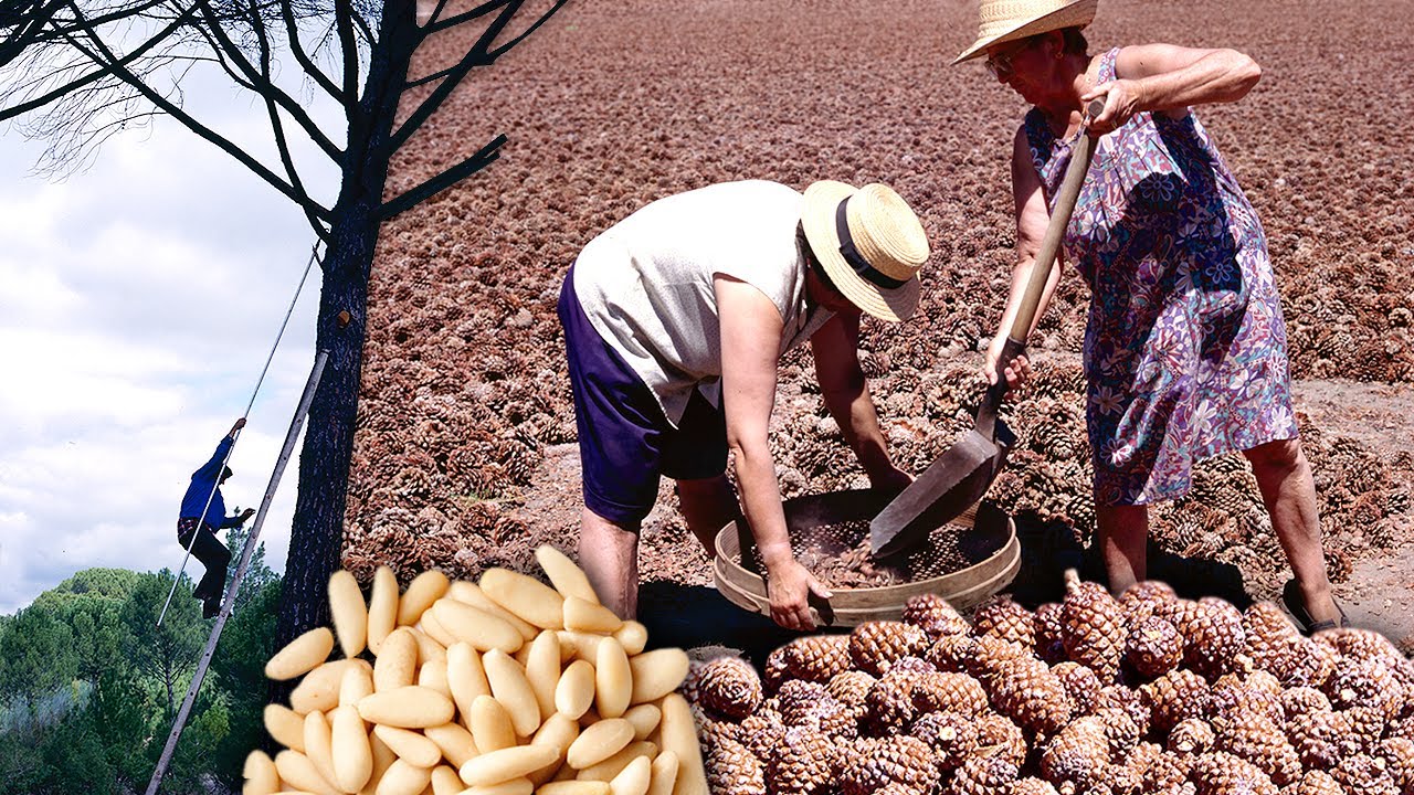 Los Piñones Y Su Peligrosa Obtención De Los Pinos Así Era El Duro