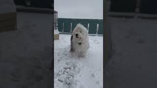 【癒し動画】永遠に見続けられる犬と雪 #shorts