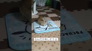 楽しそうなうさみ#うさみ#うさぎ#Rabbit#bunny