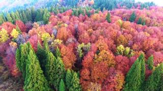 松之山温泉ドローン映像