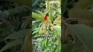 猫山王黑刺榴莲一年树使用大力丸树势恢复明显 20230816 Greenfeed Performance on Durian in Tanjung Malim, Perak_20230816