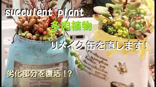 【リメ缶☆DIY】ハニーポットリメ缶その後☆劣化のお直し☆リメイク鉢☆寄せ植え☆多肉植物