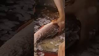 Fish Cleaning | Br Fishing Life #fishcutting_expert #fishcutting_videos