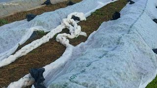 Farmers work to save crops from freeze