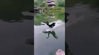 perfect timing perfect landing - black swan #amazing #nature #beutifull #swan #shorts #timing