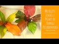 Mccolleys Finale / Prince of Orange Philodendron Plant Care Guide For Beginners