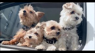 Warning about online puppy adoption scams