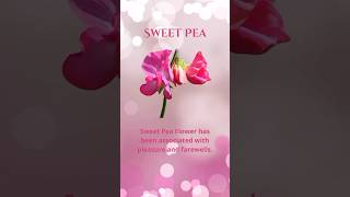 Sweet Pea April Birth Month Meaning has been associated with pleasure and farewells🩷Click link