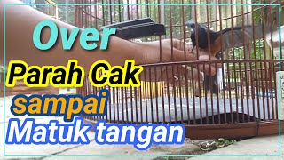 Efek Pemberian EF berlibahan dan tidak teratur cak!!! jadi over nakal