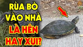 Đột Nhiên Thấy Cụ RÙA BÒ VÀO NHÀLà Điềm Báo Hên Hay Xui - Xem Ngay Kẻo Hối Hận Cả Đời