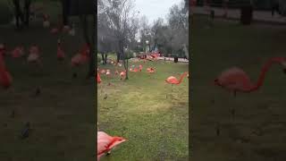 Un lugar en Madrid que hay muchos animales