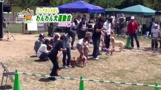 ドッグランえぼし　第７回わんわん大運動会 2015春