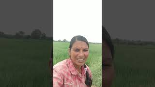 పచ్చని పొలం చల్లని గాలి🌾🌾🌱🌱#trendingshorts #shortsviral #agriculuturefarming #foksong (2)