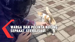 Setelah Viral, Warga Perumahan dan Pecinta Kucing Sepakat Sterilisasi Kucing