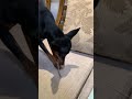 Miniature Pinscher Plays with Cat Toy Part II #miniaturepinscher #dog