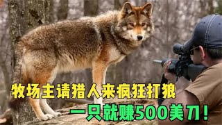 北美野狼泛滥成灾，牧场主请猎人来疯狂打狼，一只就赚500美刀！