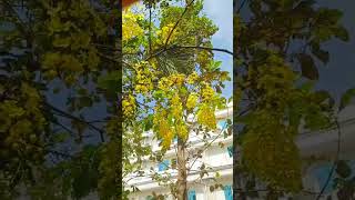 കാലം തെറ്റി പൂവിട്ട കണിക്കൊന്ന........Cassia fistula aka Golden Shower tree #nature #garden #vishu