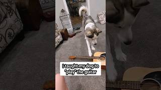 I taught my dog to play the guitar 😎                                 #dogs #dogsofinsta #funny #cool