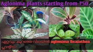 ഏറ്റവും കുറഞ്ഞ വിലയിൽ അഗ്ലോണിമ motherplants സ്വന്തമാക്കാം. xmas offer sale......