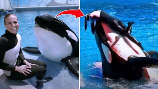 The Tragic Final Moments of Dawn Brancheau – SeaWorld’s Darkest and Deadliest Day | orca attack