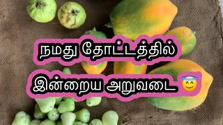 நமது தோட்டத்தில் இன்றைய அறுவடை || Today harvest from our garden.      #subscribe #youtubevideo