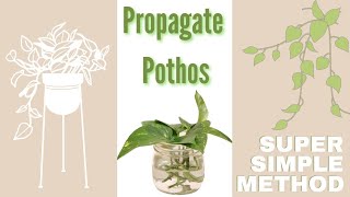 How to Propagate A Pothos Plant Using The Water Technique. Super Simple Method o