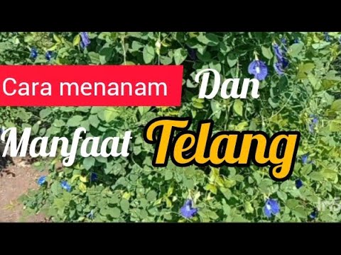 Cara Menanam Bunga Telang Berikut Manfaatnya - YouTube