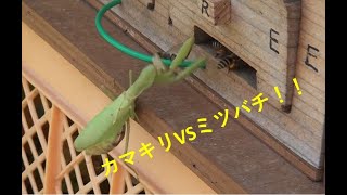 ハチの巣がカマキリに襲われた結果大変なことに！？