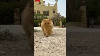 The Biggest Cat in the world