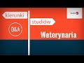 Kierunek weterynaria - program studiów, praca, zarobki.